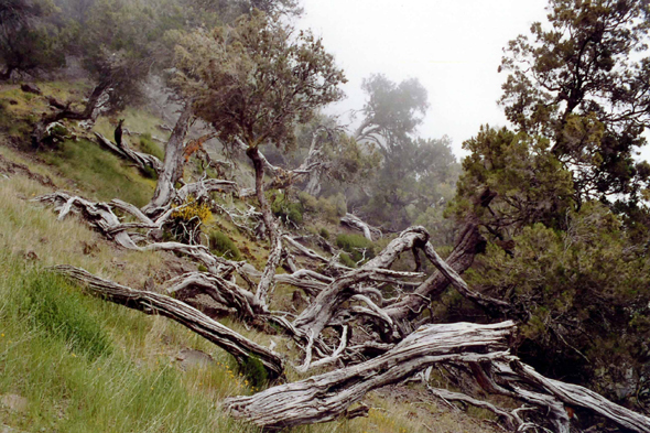 Madère, forêt