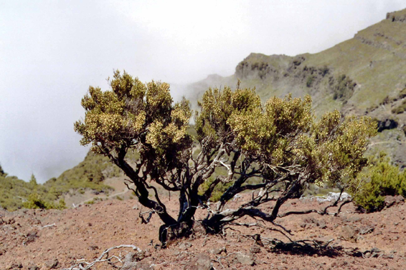 Pico do Arieiro, arbuste