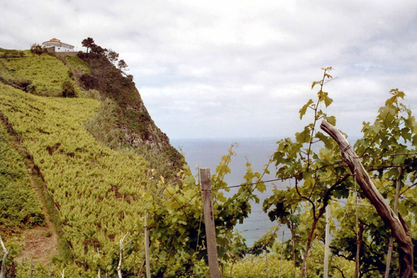 Des vignes à Rochas das Vinhas, Madère