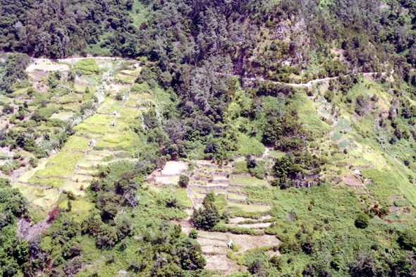 Madère, Faial, culture en terrasse