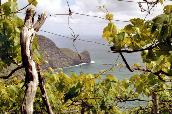 Madère, Faial, vignes