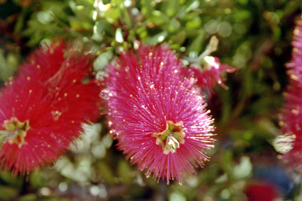 Madère, fleurs