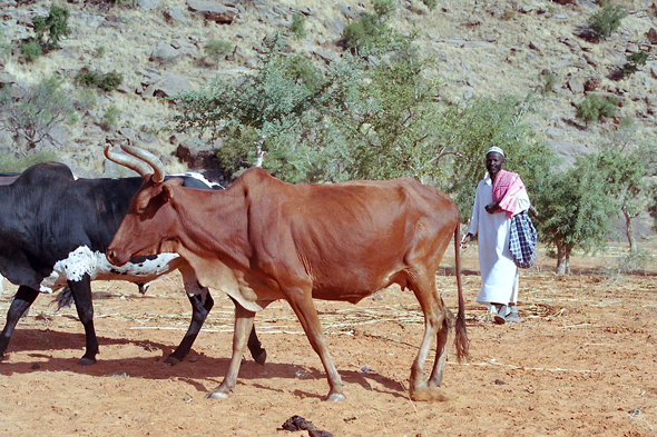 Kani Kombolé, zébus