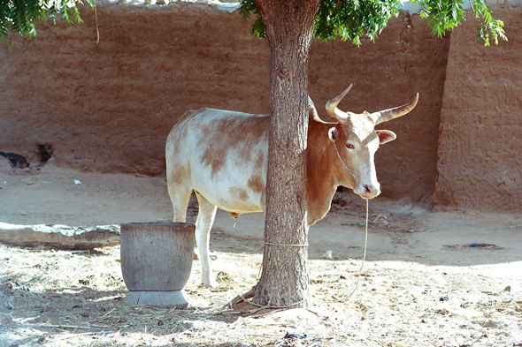 Bandiagara, Endé, zébu