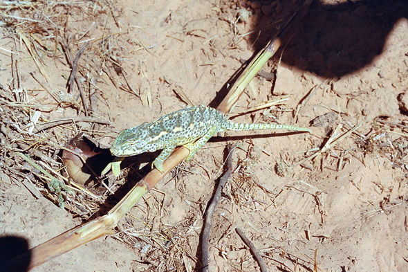 Pays Dogon, caméléon