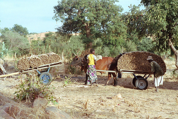 Pays Dogon, bois, charettes