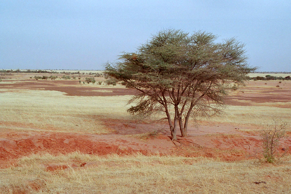 Boré, paysage de Sahel