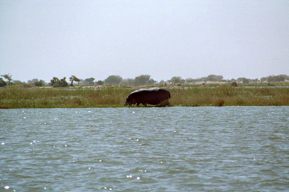 Mali, fleuve Niger, hippopotame