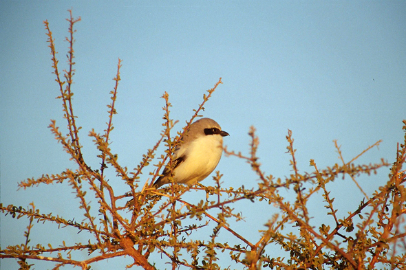 Mali, fleuve Niger, oiseau