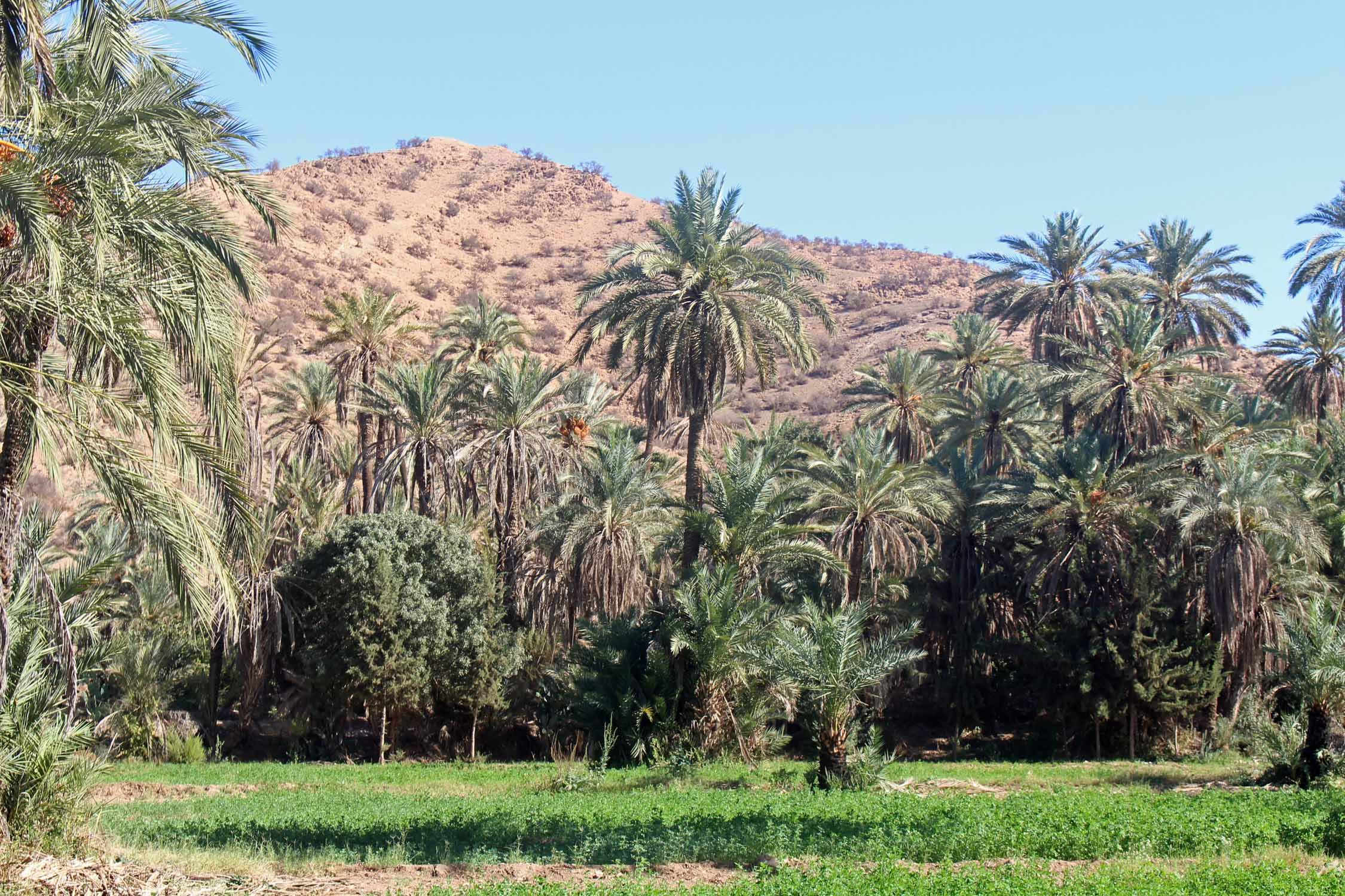 Tioute, village, palmeraie