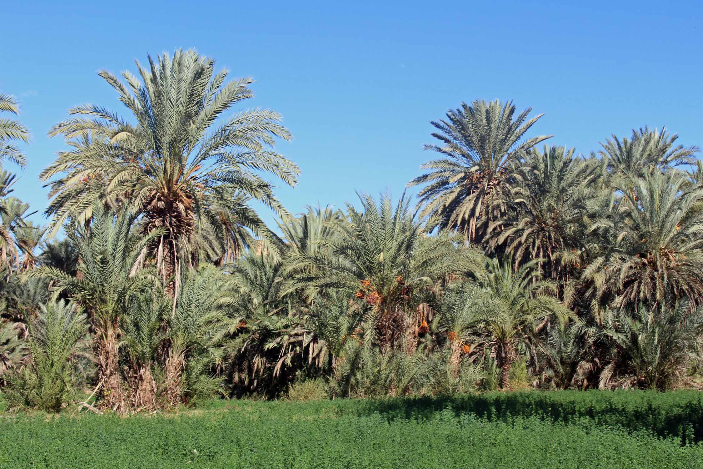 Tioute, palmiers