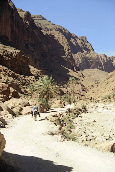 Maroc, gorges du Todra