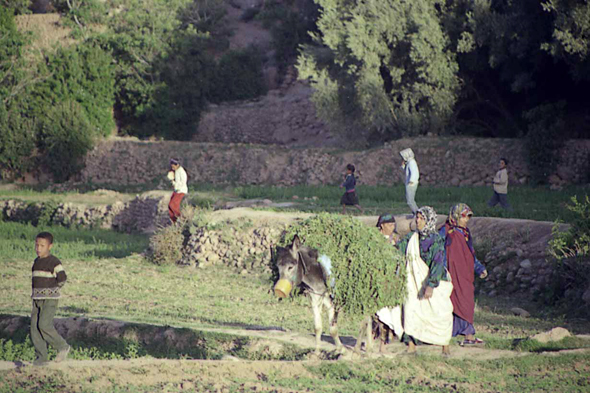 Maroc, Tineghir, palmeraie