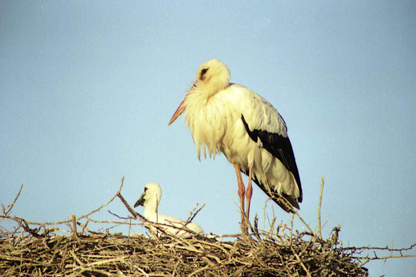 Maroc, cigognes