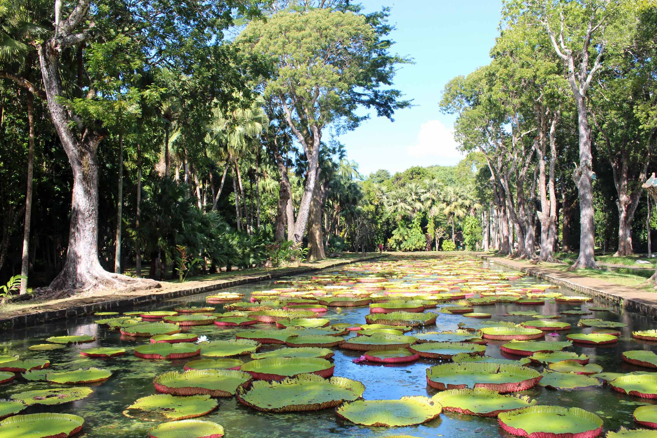 Pamplemousse, île Maurice, nénuphars