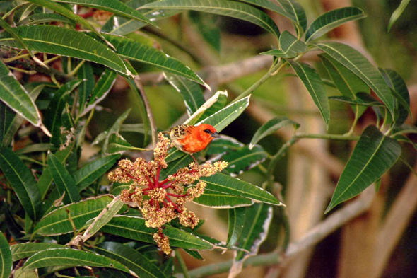 Oiseau cardinal, île Maurice