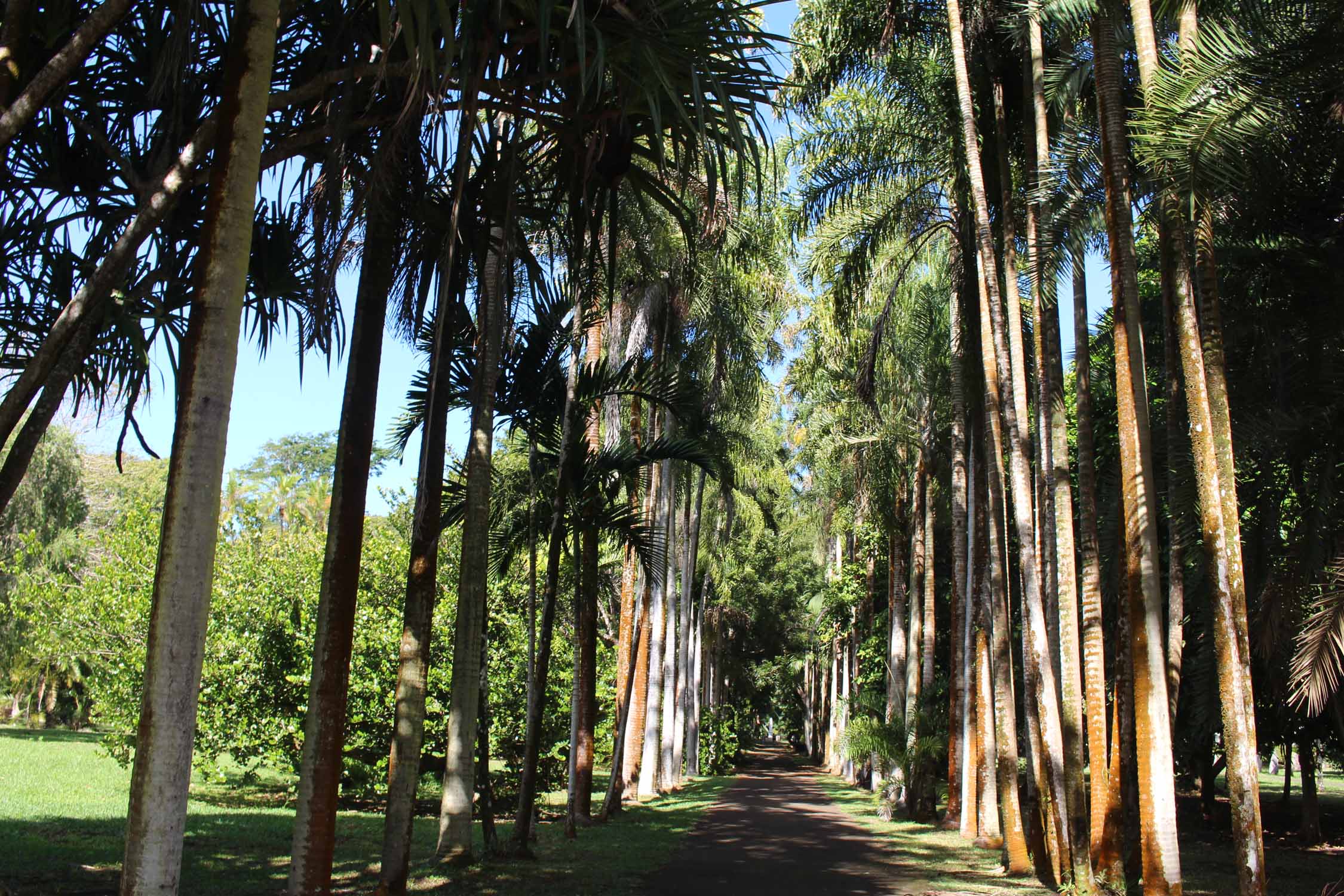 Pamplemousse, île Maurice, palmiers