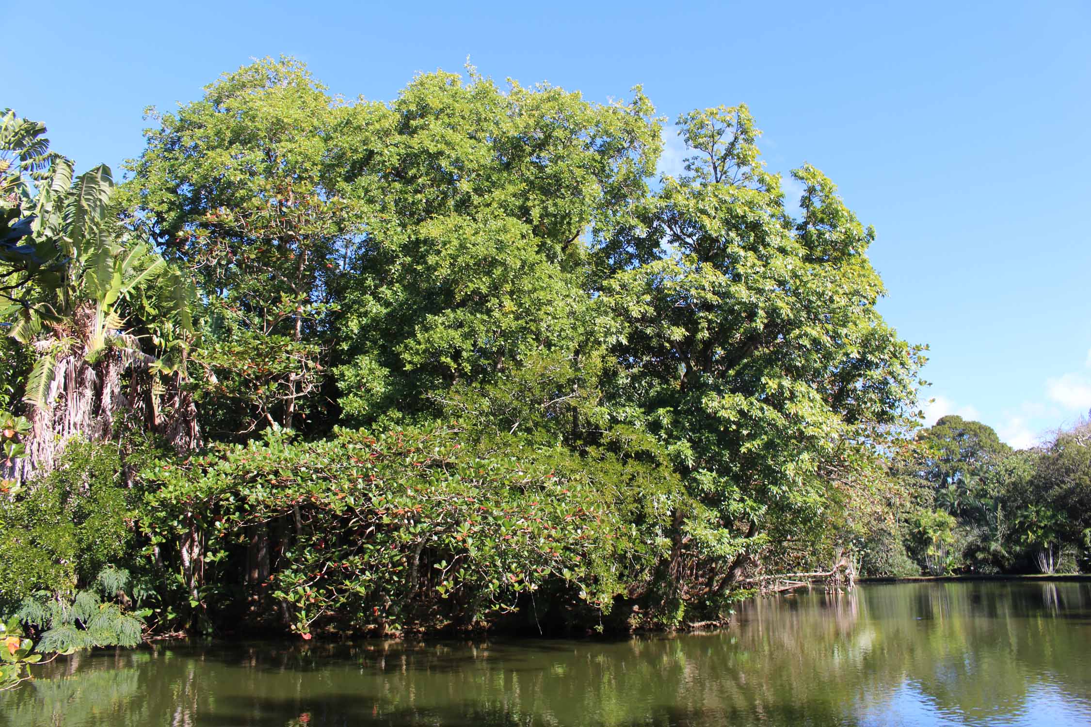 Ile Maurice, Jardin de Pamplemousses