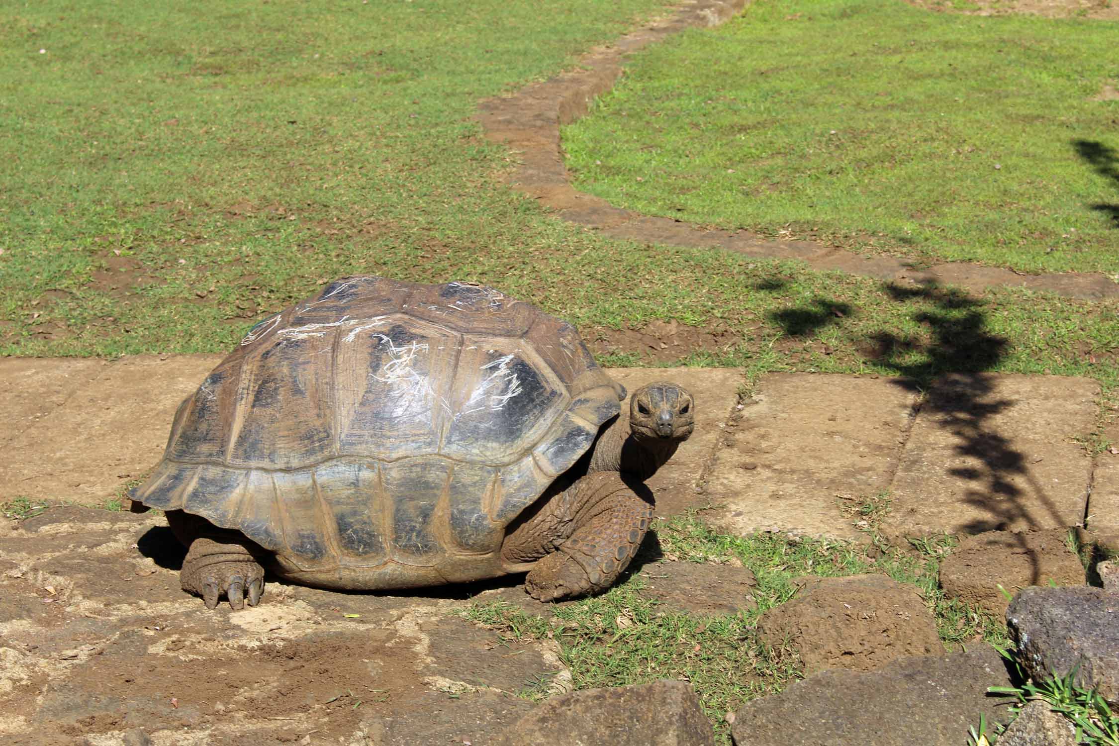 Ile Maurice, Jardin de Pamplemousses, tortue géante