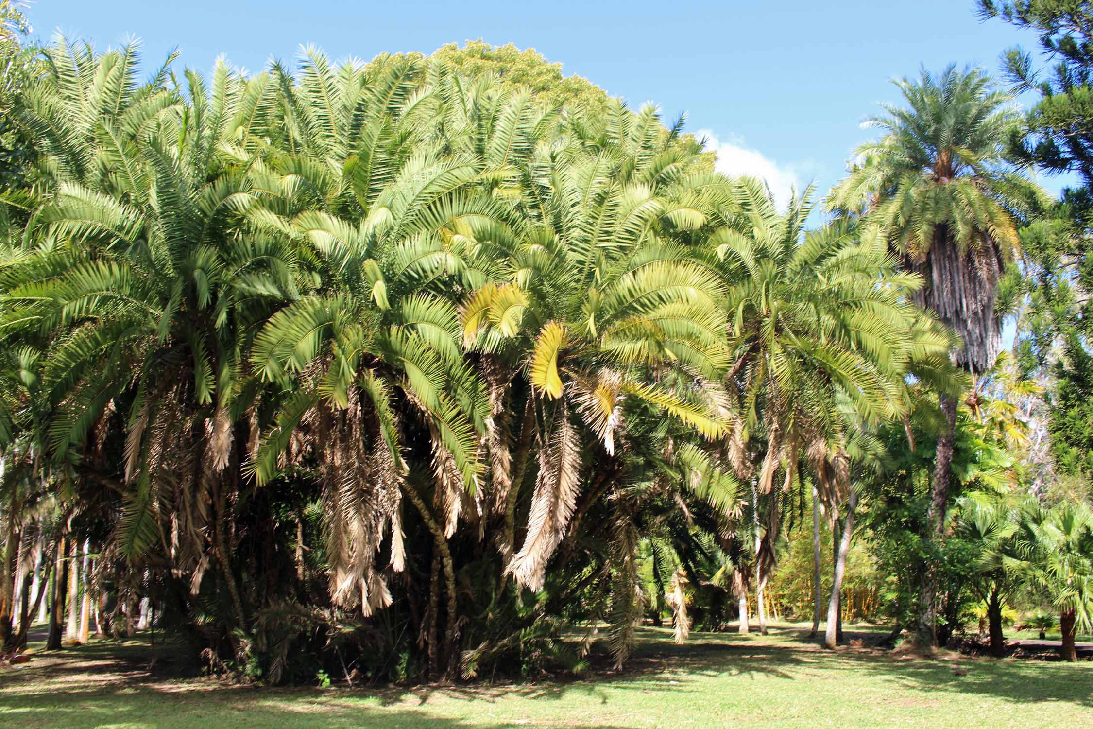 Ile Maurice, Jardin de Pamplemousses, palmiers