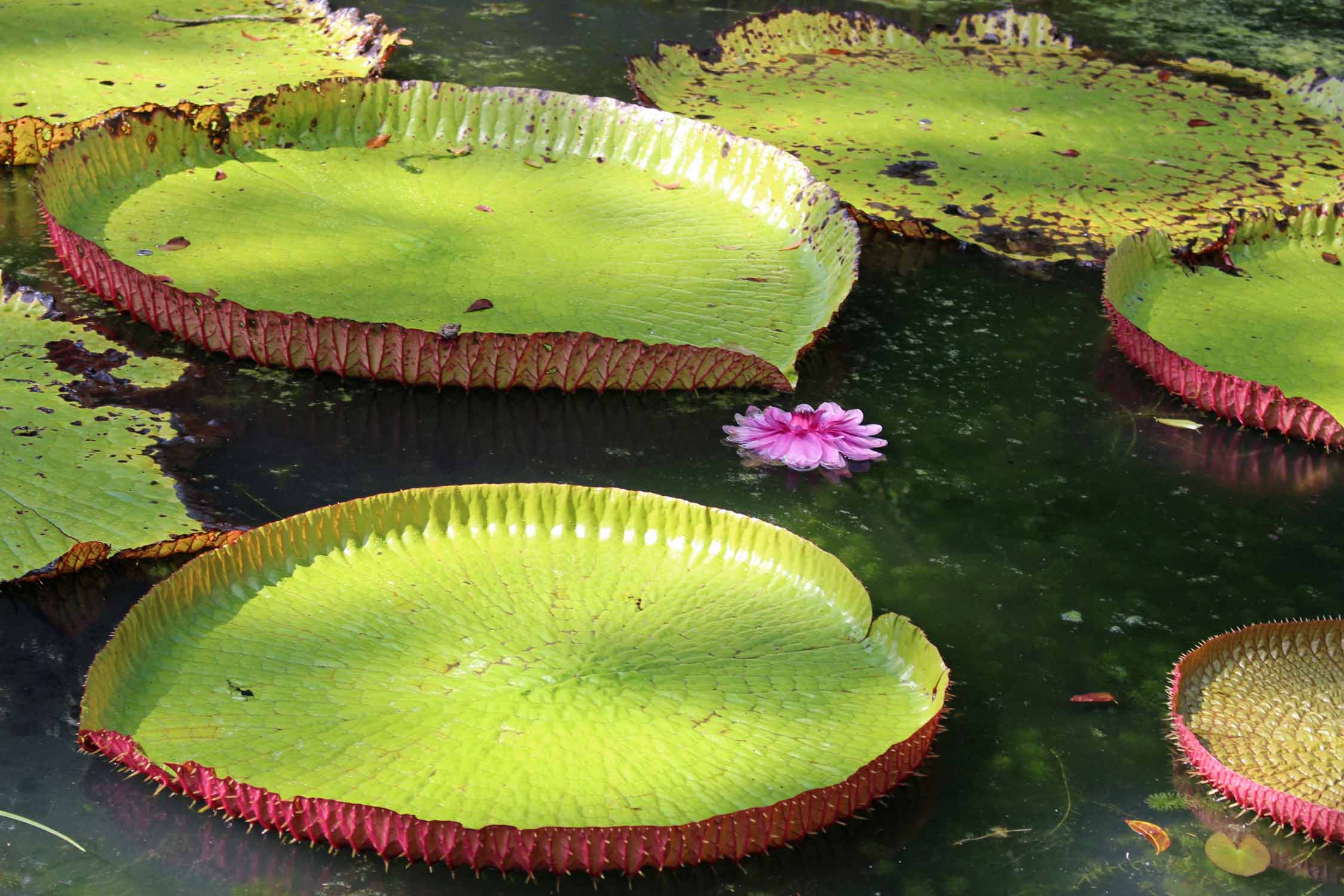 Ile Maurice, Jardin de Pamplemousses, nénuphars