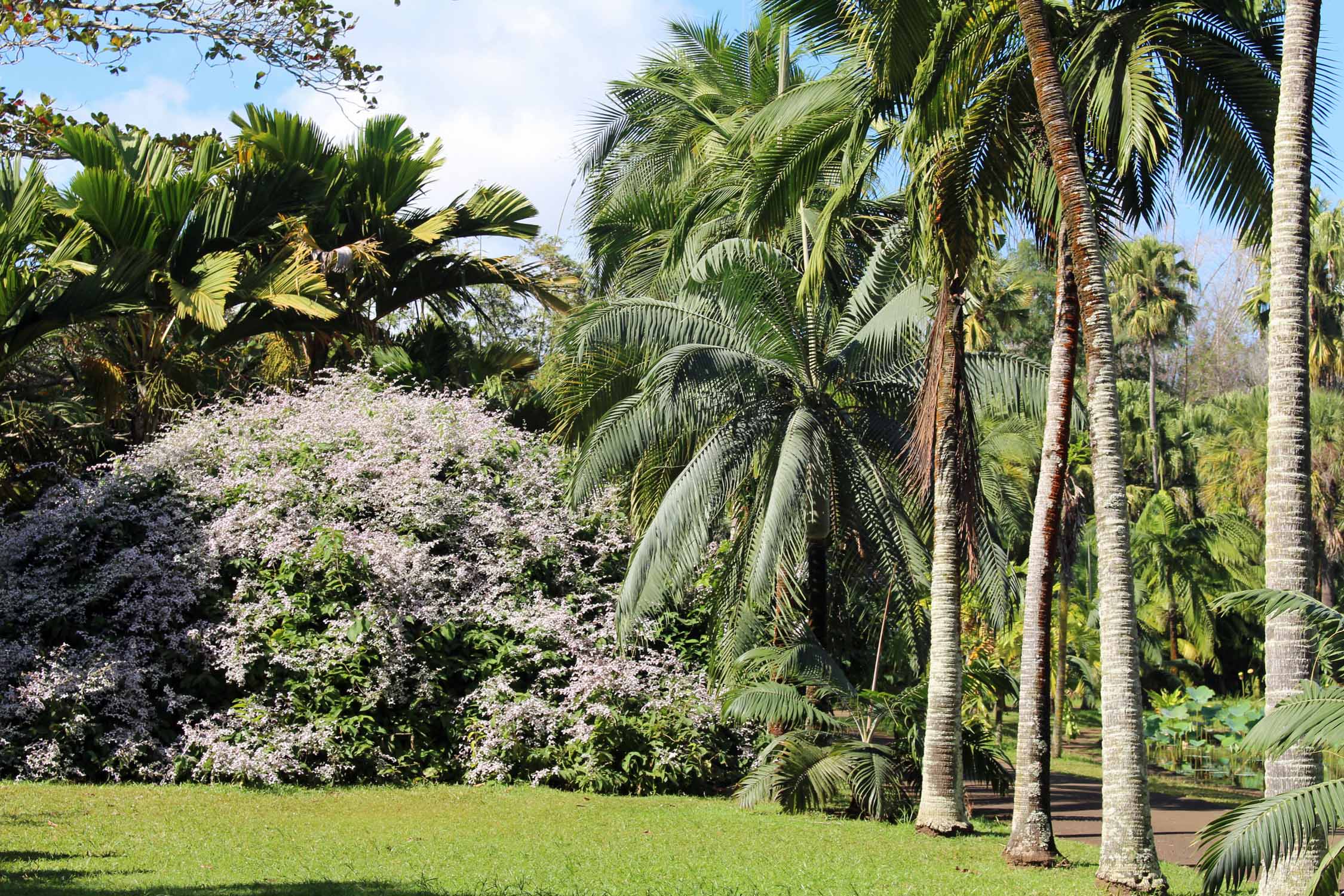 Ile Maurice, Jardin de Pamplemousses, arbres