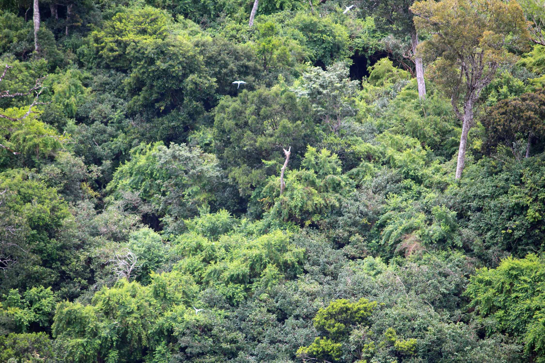 Ile Maurice, végétation, oiseaux paille-en-queue