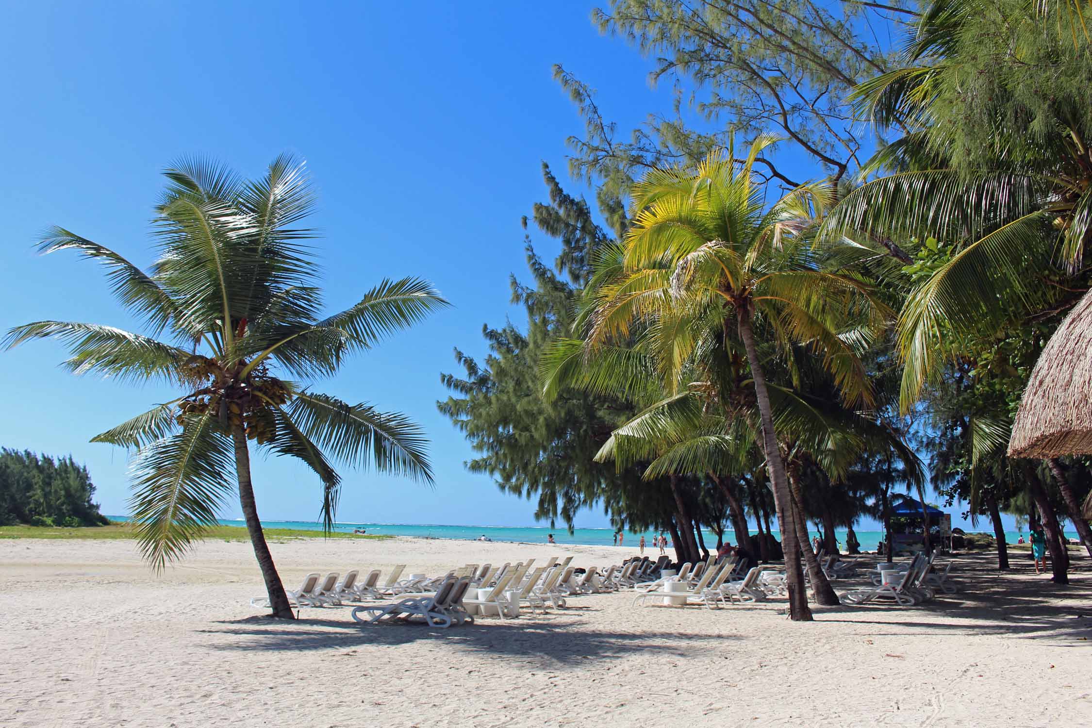 Ile Maurice, Ile aux Cerfs, palmier