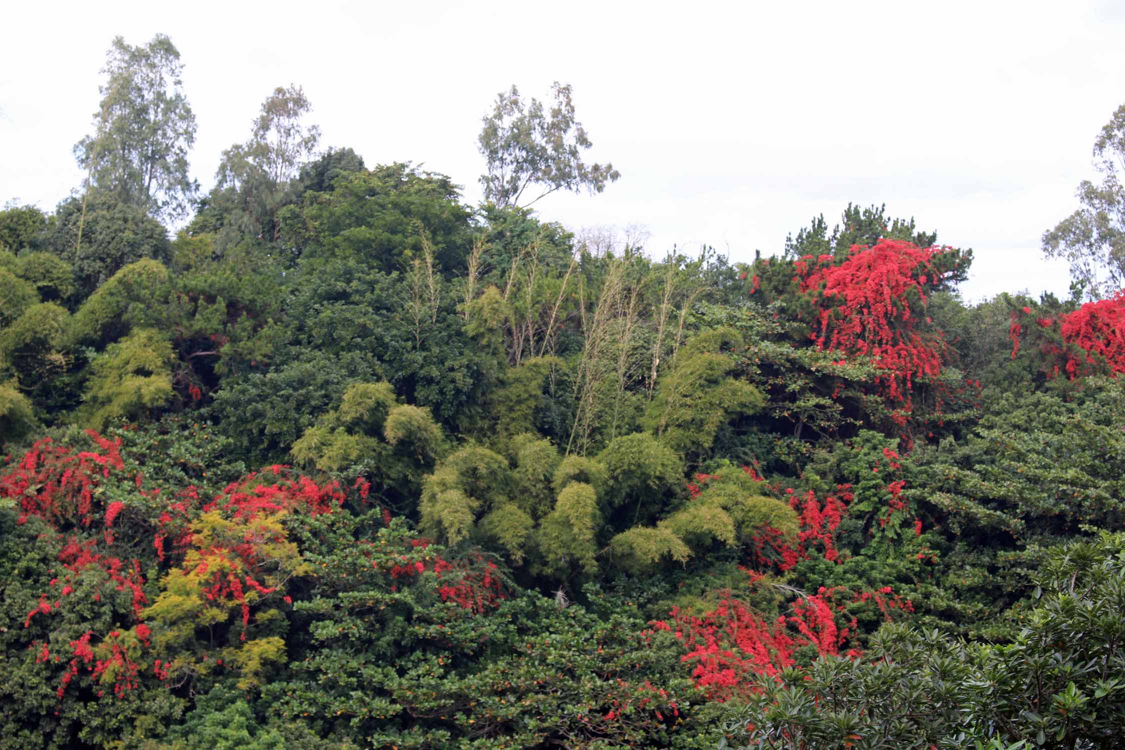Ile Maurice, Eureka, végétation, feuillage rouge