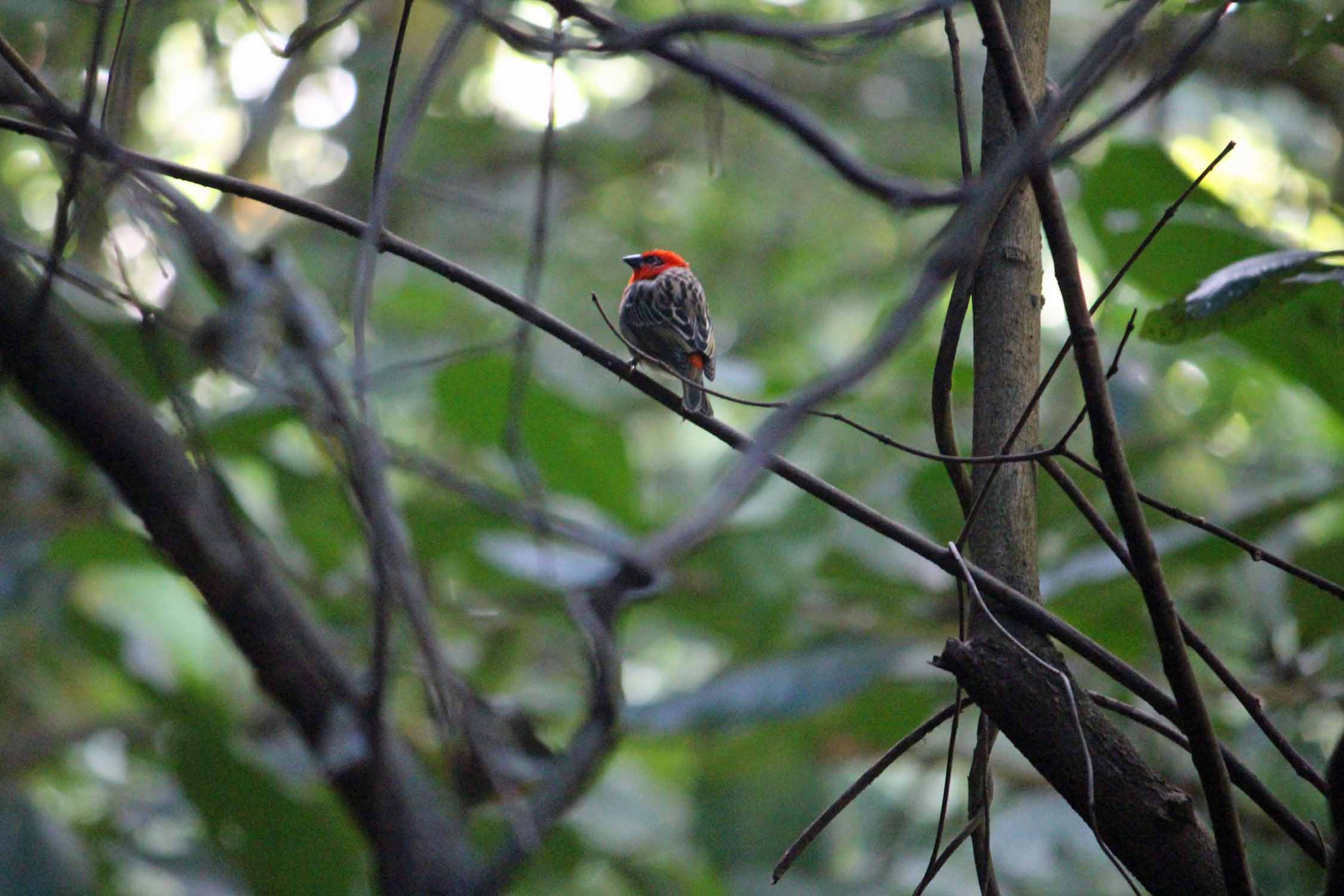 Ile Maurice, oiseau Cardinal de Maurice