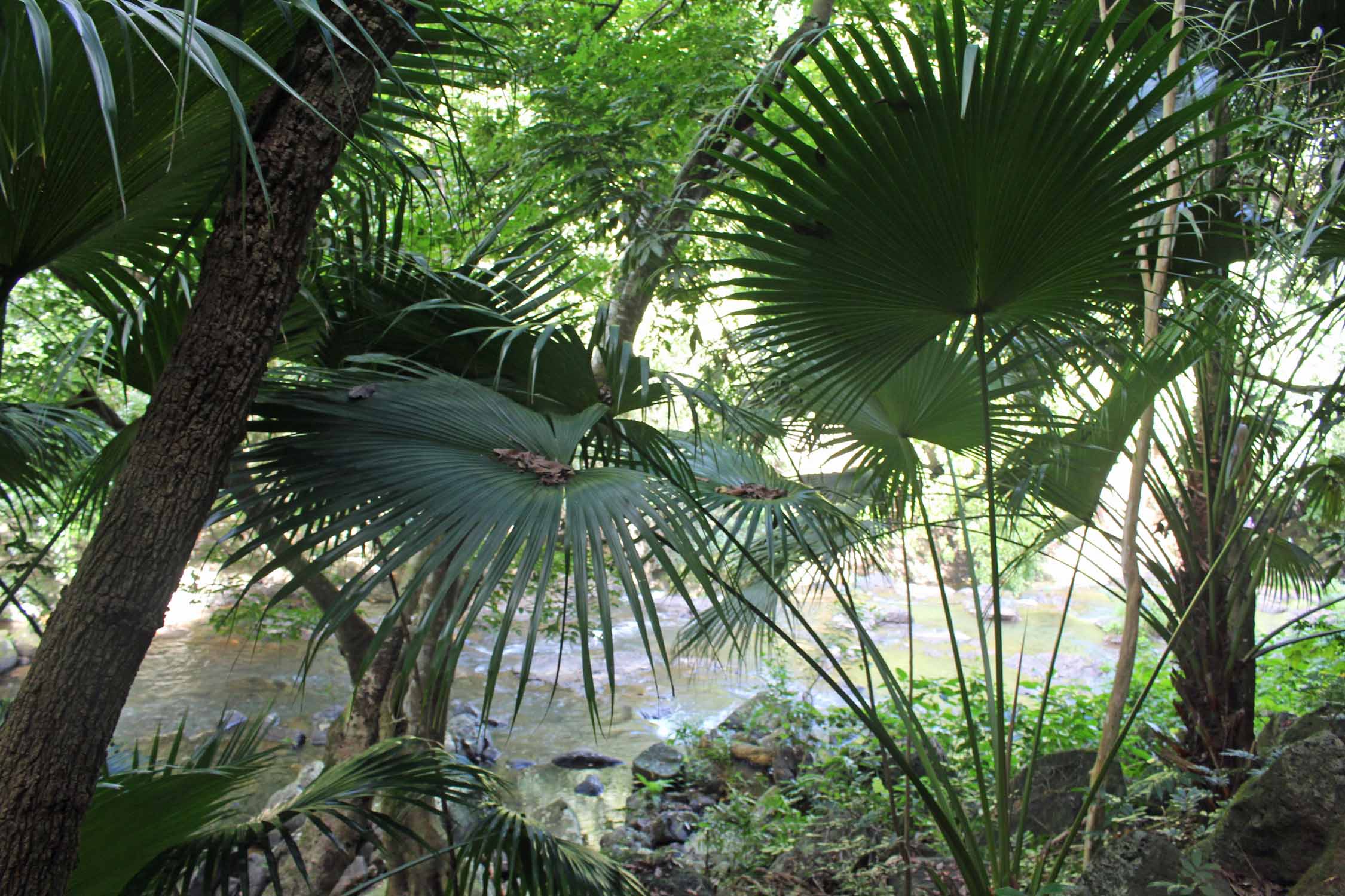 Ile Maurice, Eureka, végétation tropicale