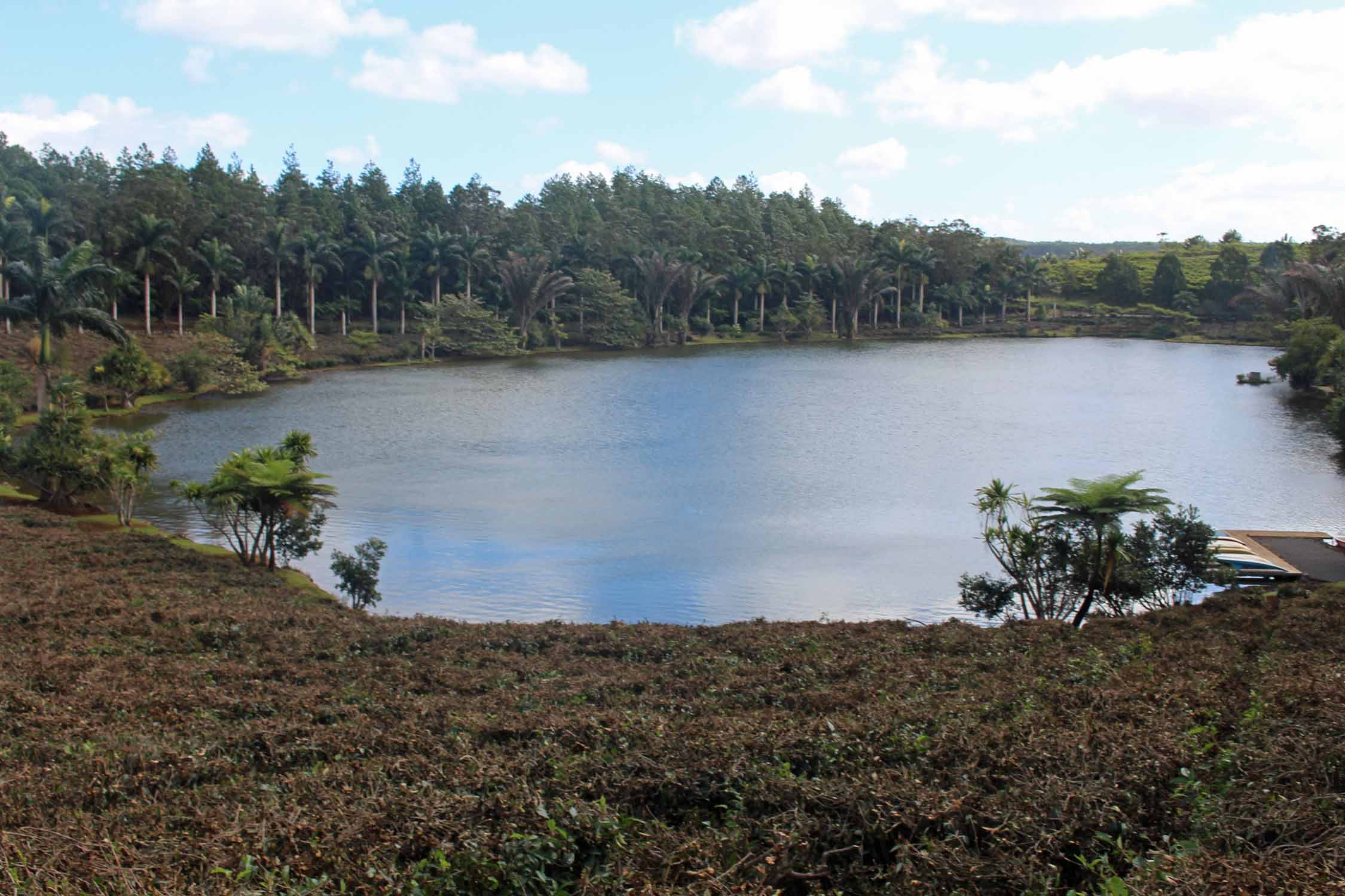 Ile Maurice, Bois Chéri, thé