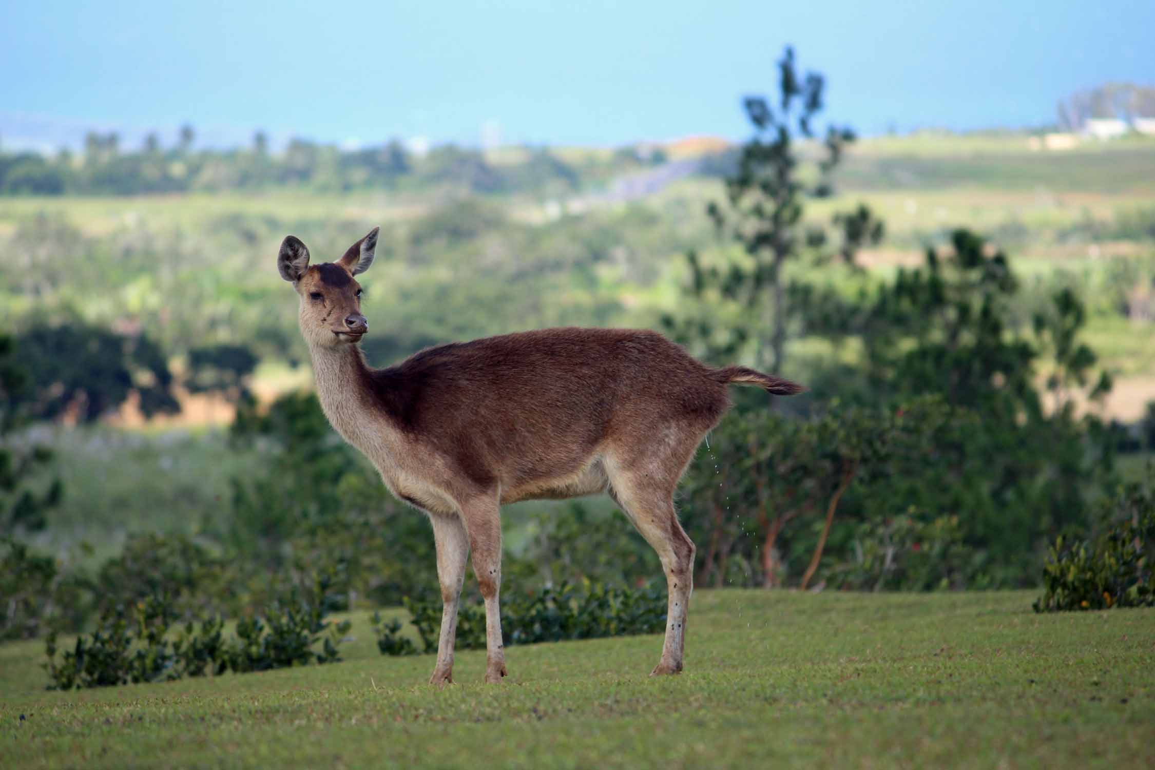 Ile Maurice, Bois Cheri, cerf