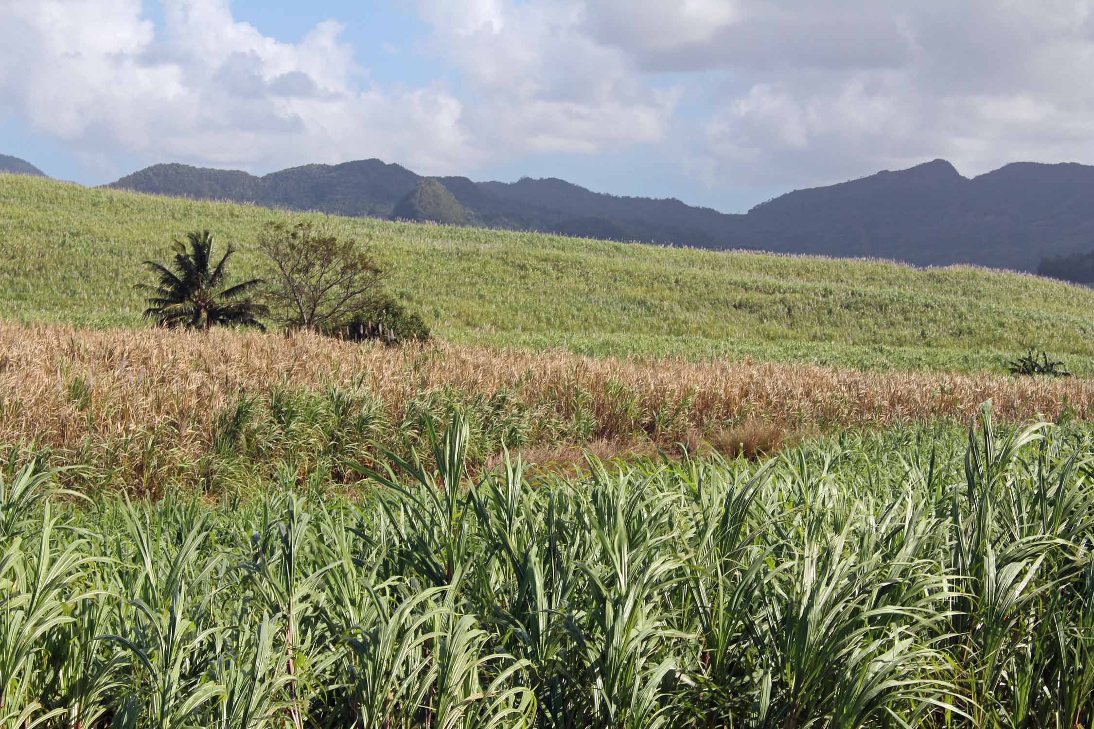Ile Maurice, Ferney, paysage, canne à sucre