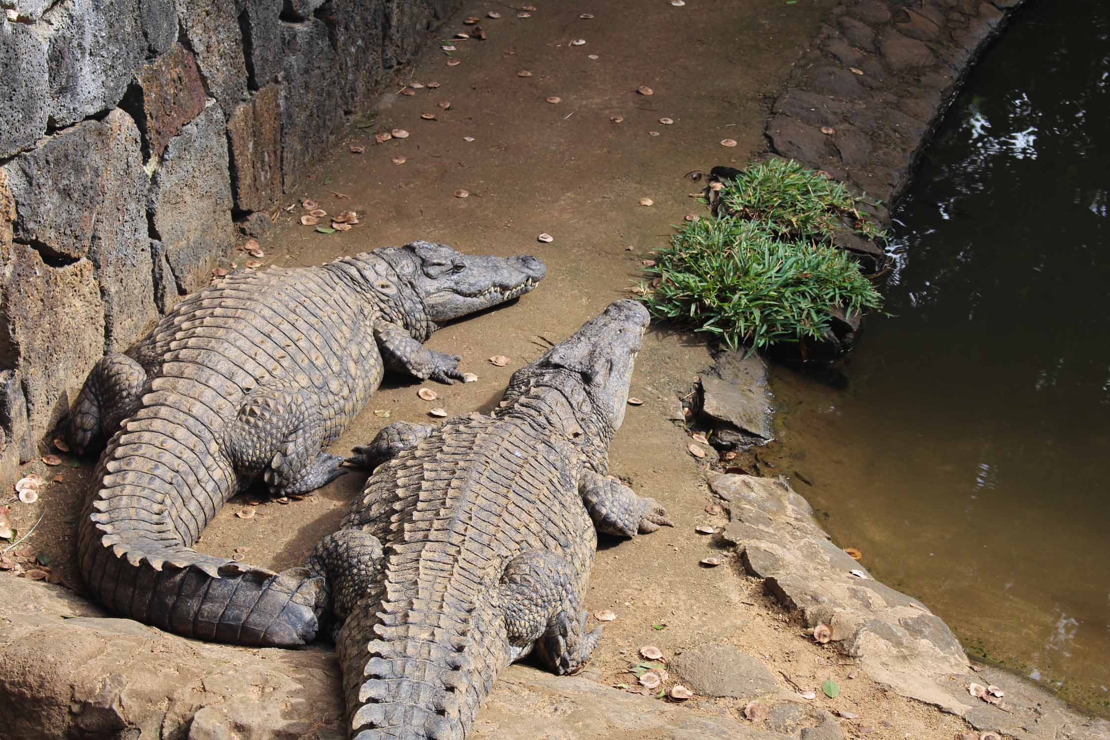 Ile Maurice, Parc de la Vanille, crocodile