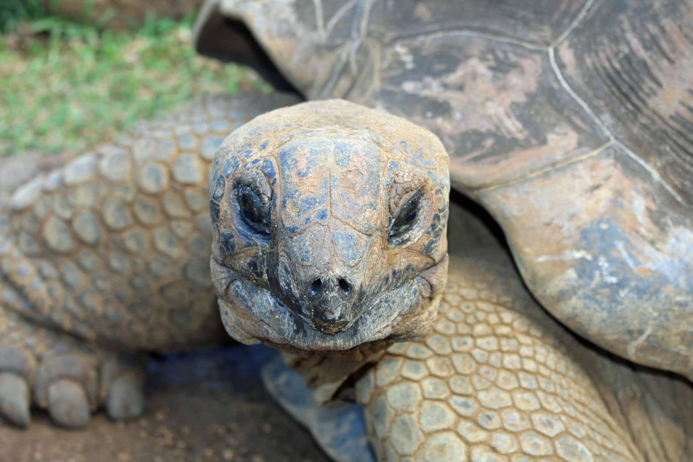 Ile Maurice, Parc de la Vanille, tortue géante