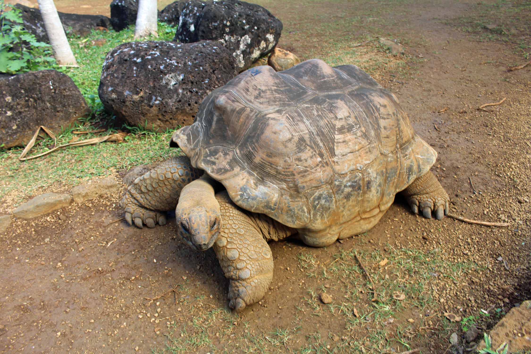 Ile Maurice, Parc de la Vanille, tortue des Seychelles