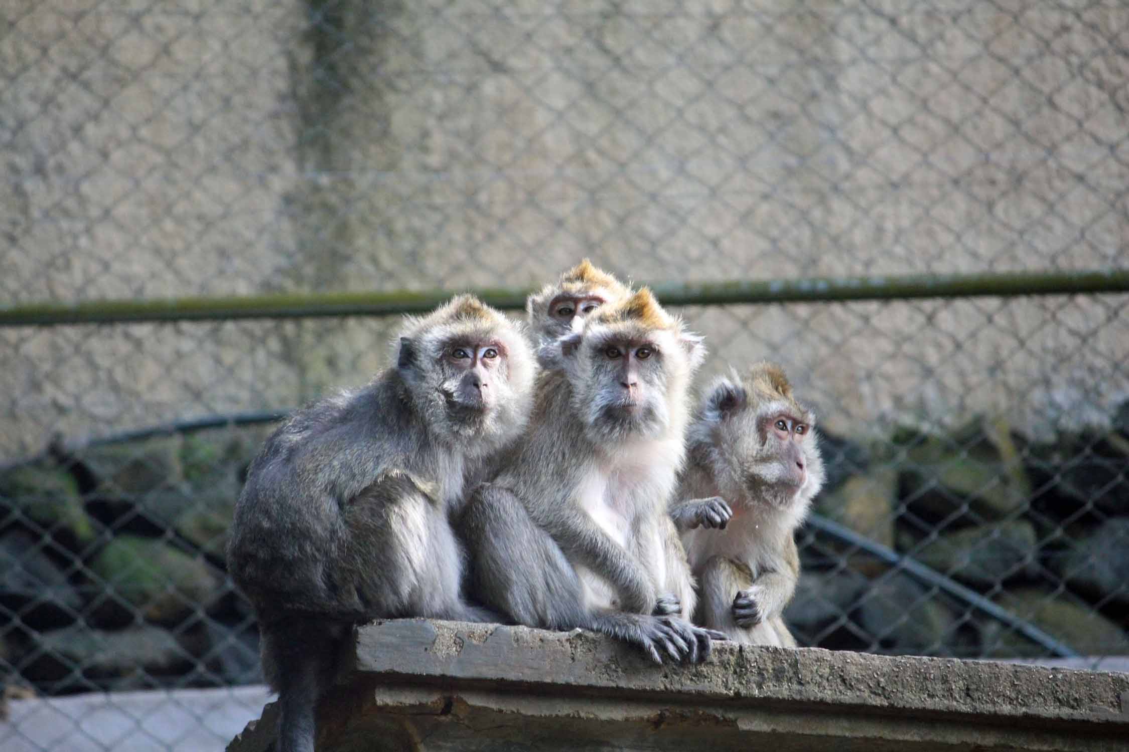 Ile Maurice, Parc de la Vanille, singes