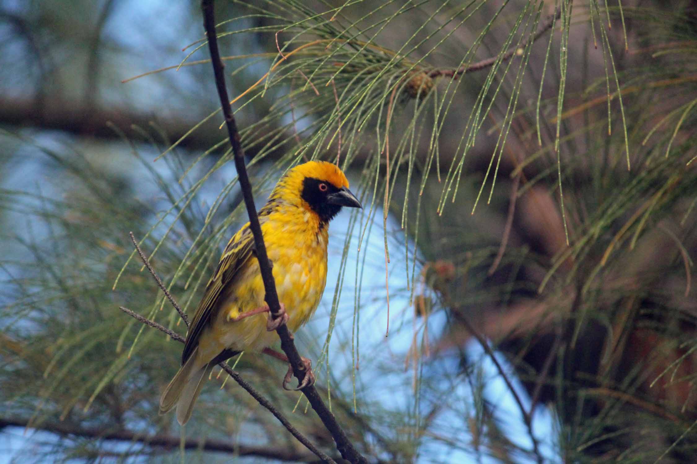 Ile Maurice, oiseau tisserin