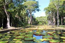 Pamplemousse, &icirc;le Maurice, n&eacute;nuphars