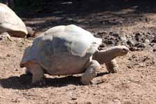 Ile Maurice, Chamarel, tortue g&eacute;ante