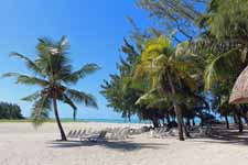 Ile Maurice, Ile aux Cerfs, palmier