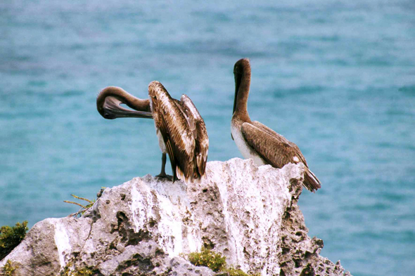 Tulum, pélicans