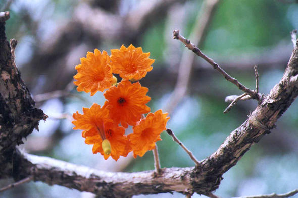 Mexique, fleurs