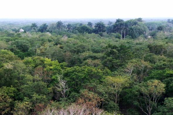 Yucatan, forêt tropicale