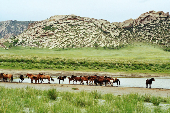 Zorgol Khaikhan, chevaux