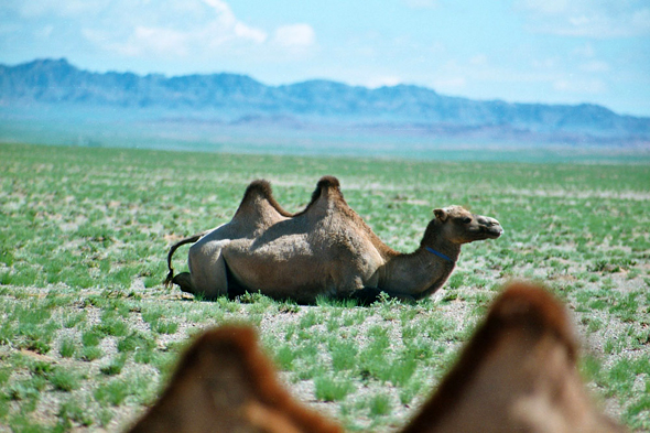 Mongolie, chameaux
