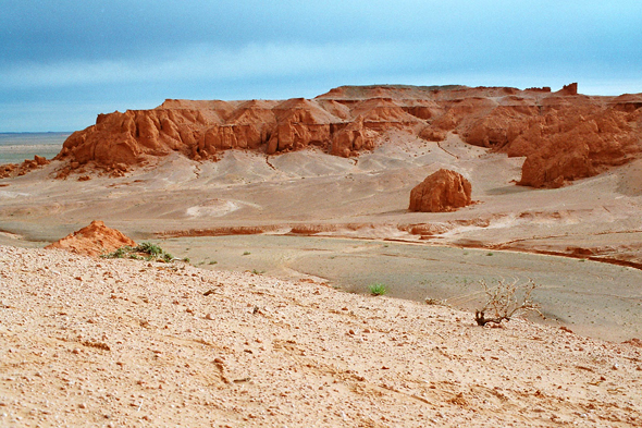 Bayandzag, dinosaure