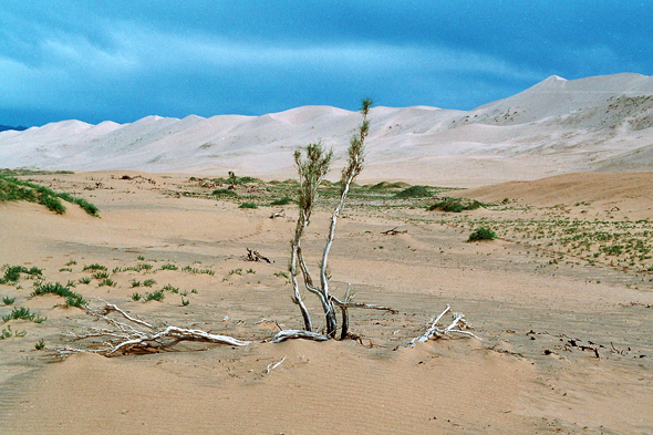 Hangorin Els, Mongolie