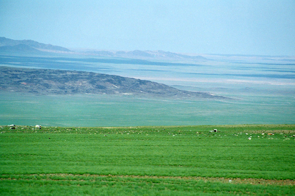 Mongolie, steppe